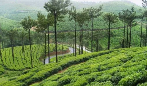 bangalore_nilgiris_2.webp